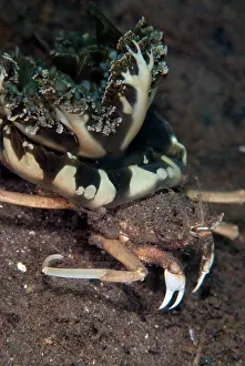 Flores: Jellyfish Carry Crab carrying Upside-down Jellyfish