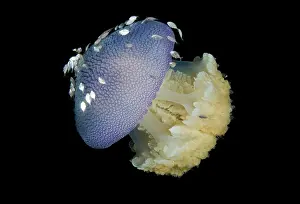 Relationship: Jellyfish (Cnidaria) and juvenile trevally