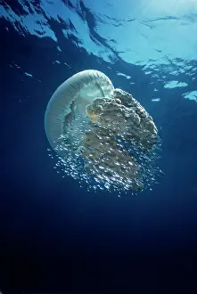 Beneath: Jellyfish - Common Jellyfish and hundreds of small