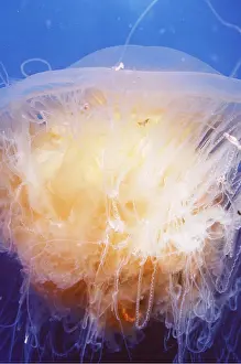 Tentacles: JELLYFISH - EGG YOLK