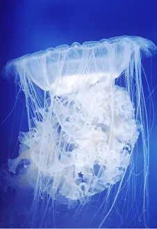 Tentacles: JELLYFISH - EGG YOLK