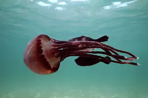 Stinger: JELLYFISH - fish hide near stinger, using it for protection