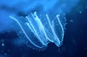 Jellyfish: Jellyfish, Jellyfish (Other animals) (ribbed jellyfish)
