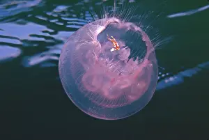 Hosts: Jellyfish - Juvenile fish protected by its hosts