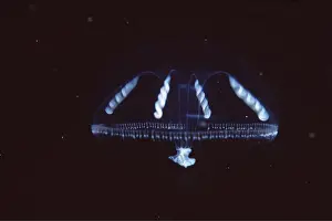 David Nance: JELLYFISH - Medusa stage