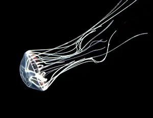 Jellyfishes: Jellyfish, north Pacific