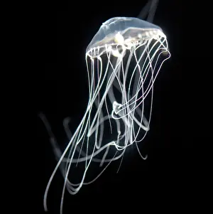 Jellyfishes: Jellyfish, north Pacific