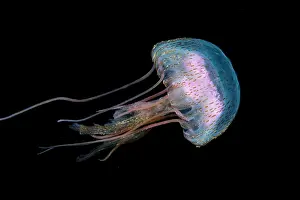 Teneriffe: Jellyfish (Pelagia noctiluca). Marine invertebrates