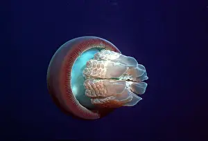 Phyllorhiza: Jellyfish - A perfect example of the common jellyfish