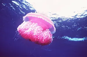 Tentacles: JELLYFISH - PINK