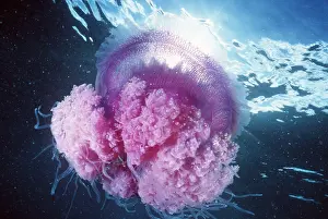 Tentacles: JELLYFISH - PINK