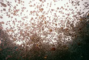 Plague: JELLYFISH PLAGUE