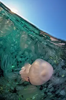 Comb: Jellyfish (Rhizostoma pulmo) with Com jellies, Gulf