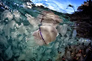 Comb: Jellyfish (Rhizostoma pulmo) with Com jellies, Gulf
