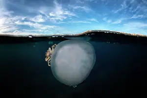 Eumalocostraca: Jellyfish (Rhizostoma pulmo) with a crab (Liocarcinus