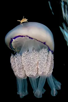Radiata: Jellyfish (Rhizostoma pulmo) with a crab (Liocarcinus