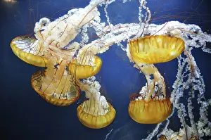 Chrysaora: Jellyfish, San Francisco, California, United States