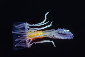 Medusa: Jellyfish - Stinging medusa Beautiful but dangerous