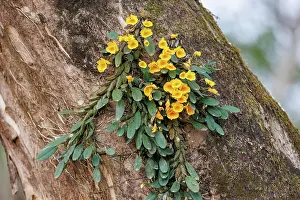 Assam: Jenkins's dendrobium (Dendrobium jenkinsii)