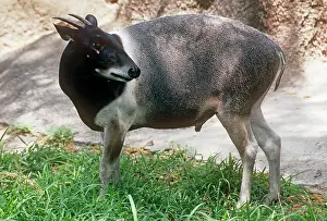 Duiker: Jentink's Duiker Antelope