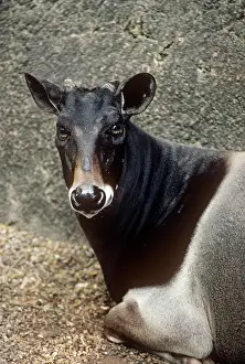 JENTINK'S DUIKER ANTELOPE
