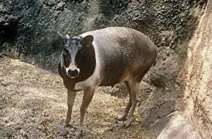 Duiker: Jentink's DUIKER ANTELOPE