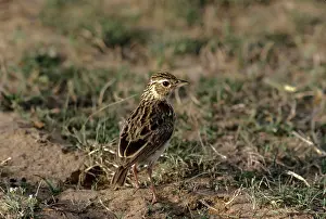Mirafra: Jerdon's Bushlark