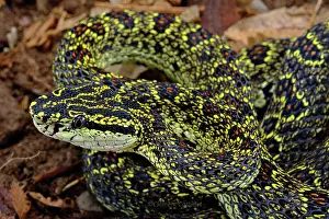 Protobothrops: Jerdon's Pit viper (Protobothrops jerdonii xanthomelas)