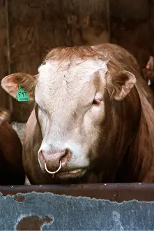 Jersey: JERSEY BULL - Head, With ring