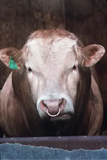 Jersey: JERSEY BULL - with ring through nose