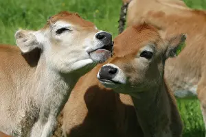 Mutual: Jersey calves
