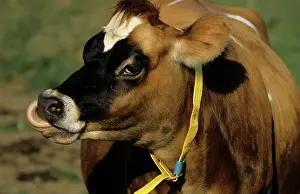 Wiltshire: Jersey cow