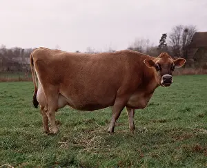 Jersey: JERSEY COW