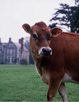 Jersey: JERSEY COW