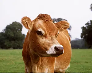 Jersey: JERSEY COW
