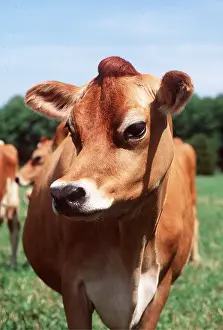 Jersey: JERSEY COW - close-up of head