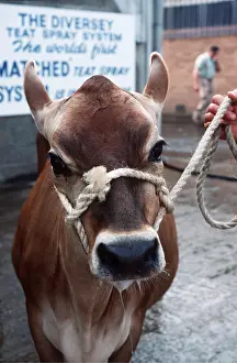 Rope: JERSEY COW - with rope halter