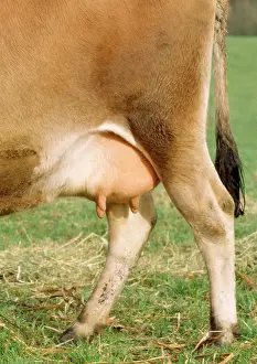 Teets: Jersey Cow Udders