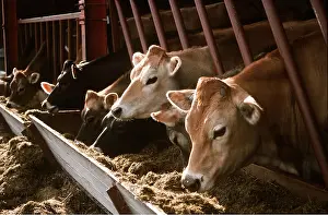 Jersey: JERSEY COWS - Eating from trough
