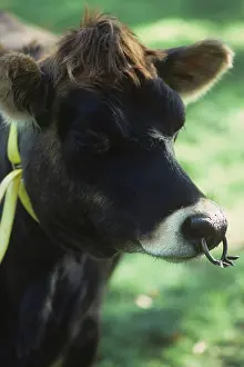 Heifer: Jersey heifer with suckler ring