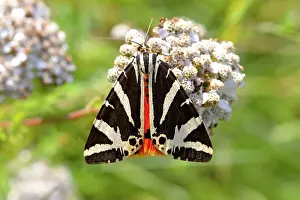 Millefolium: Jersey tiger (Euplagia quadripunctaria) on Common