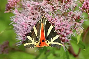Agrimony: Jersey tiger (Euplagia quadripunctaria) on hemp
