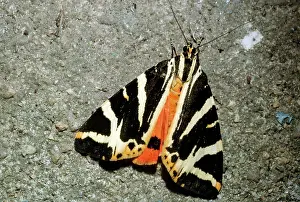 D. W. Greenslade: JERSEY TIGER MOTH