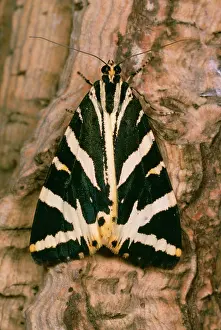 Quadripunctaria: JERSEY TIGER MOTH