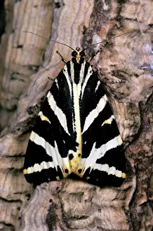 Quadripunctaria: JERSEY TIGER MOTH