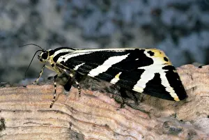 Quadripunctaria: Jersey Tiger Moth
