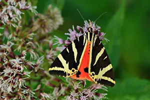 Quadripunctaria: Jersey Tiger Moth