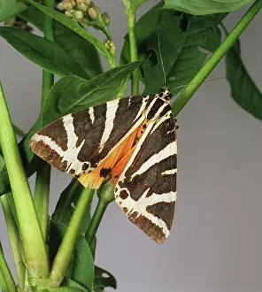 Quadripunctaria: Jersey tiger moth