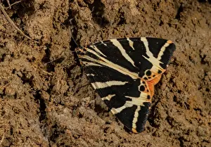 Lepidopterae: Jersey Tiger moth, Euplagia quadripunctaria, settled