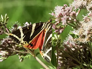 70617: Jersey tiger moth - feeding on pink flower - France